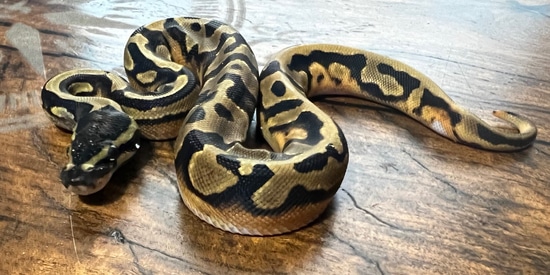 Enchi, Pie Bald Ball Python by B&B Reptile