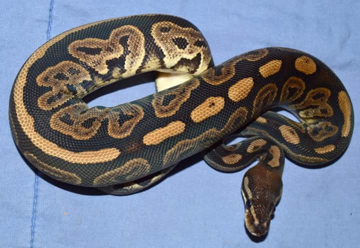Black Pastel 100% Het Pied Ball Python by JAG Reptiles - MorphMarket
