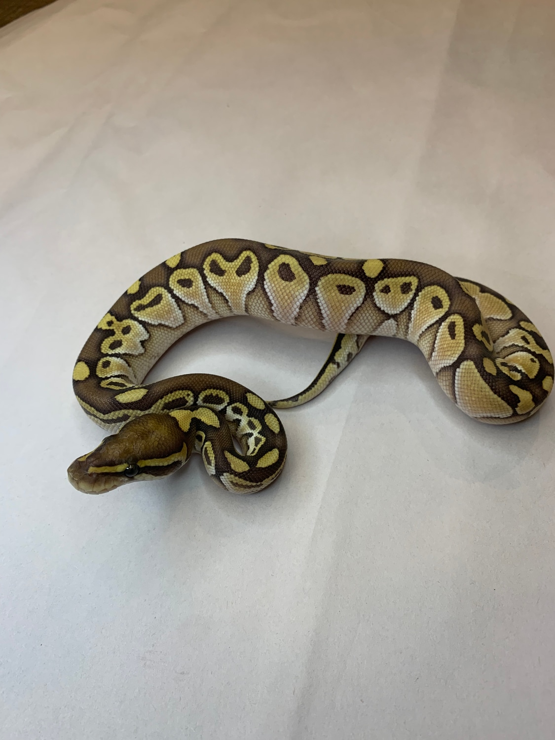 Fire Lesser Het Ghost Ball Python by Czar Exotics - MorphMarket