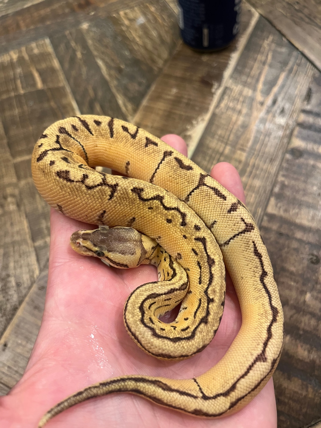 Killer Blast Ball Python by Czar Exotics - MorphMarket