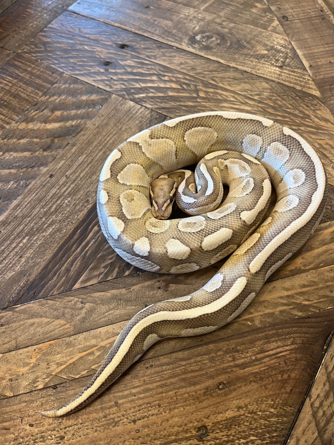 Fire Lesser Ball Python by Czar Exotics - MorphMarket