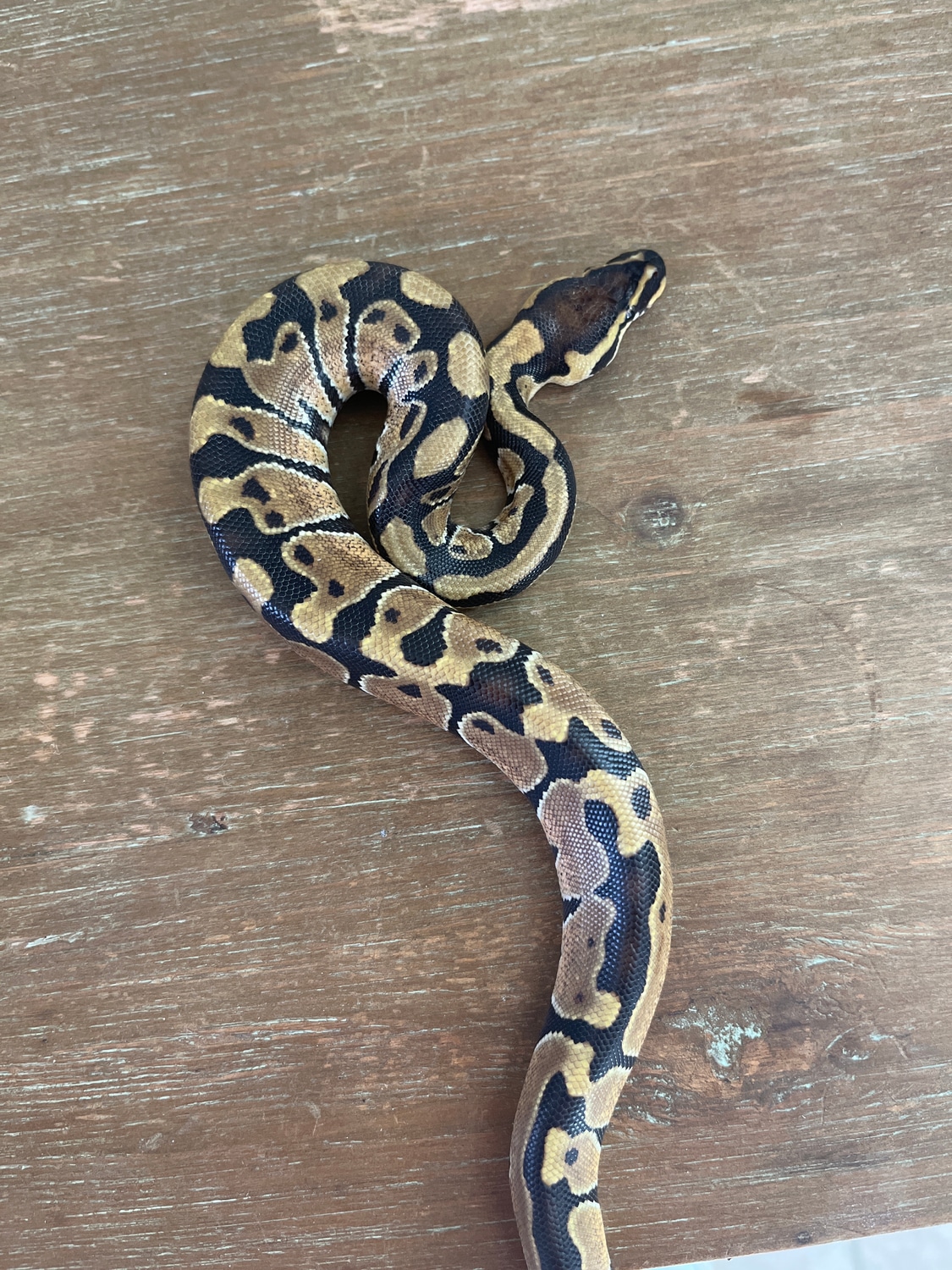 Enchi Ball Python by Czar Exotics - MorphMarket