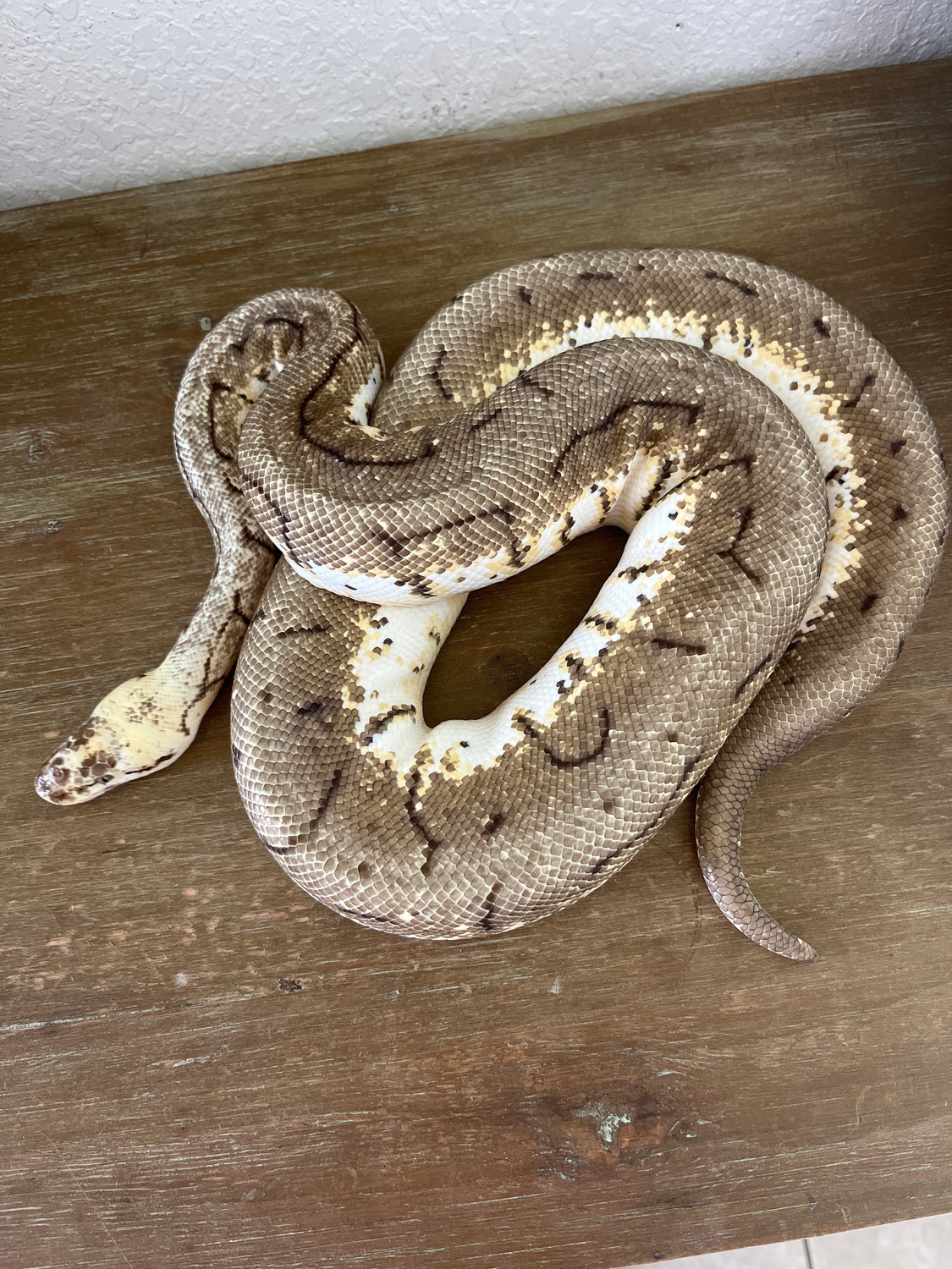 Spinner Blast Ball Python by Czar Exotics MorphMarket