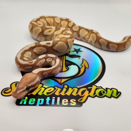 Butter Enchi Yellow Belly Ball Python by Slitherington Reptiles