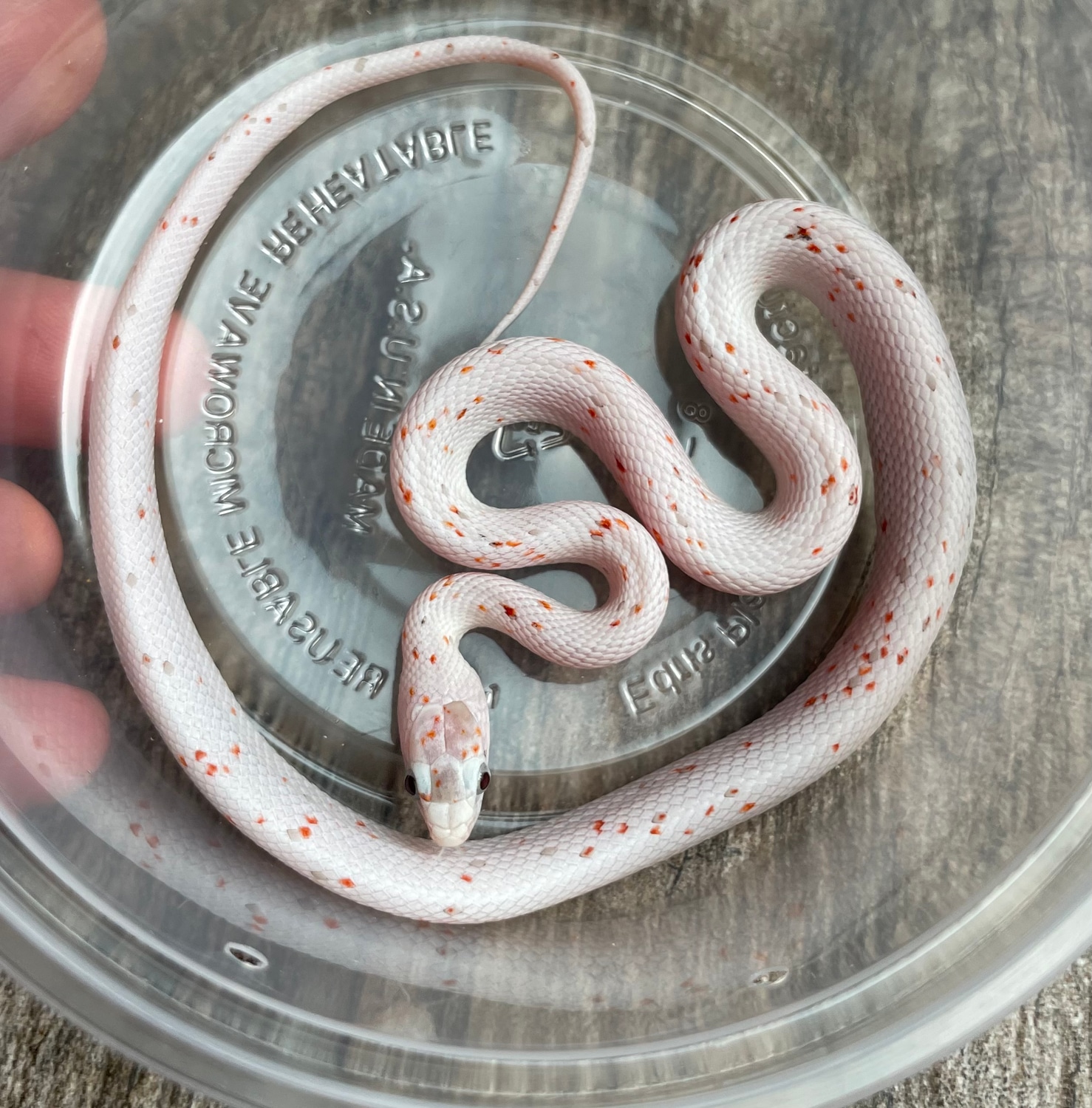 Unbelievable! What Corn Snakes' Teeth Really Look Like - zvylcwo