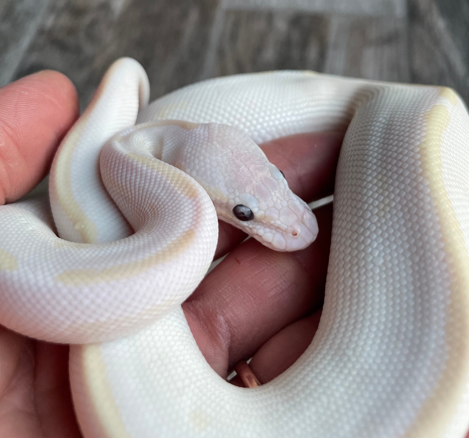 Banana Opal Diamond (Phantom/Russo) Pos Spotnose Ball Python by RD ...