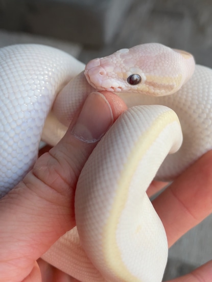 Banana Opal Diamond Possible Spotnose Ball Python by RD Exotics LLC