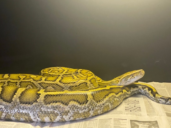 Hypo Het Labyrinth Burmese Python by Barbee Doll House of Burms