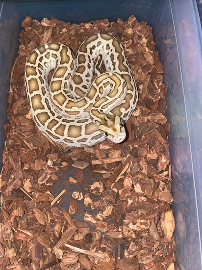 Hypo Het Patternless 66% Ph Labyrinth 50% Ph Albino Burmese Python by ...