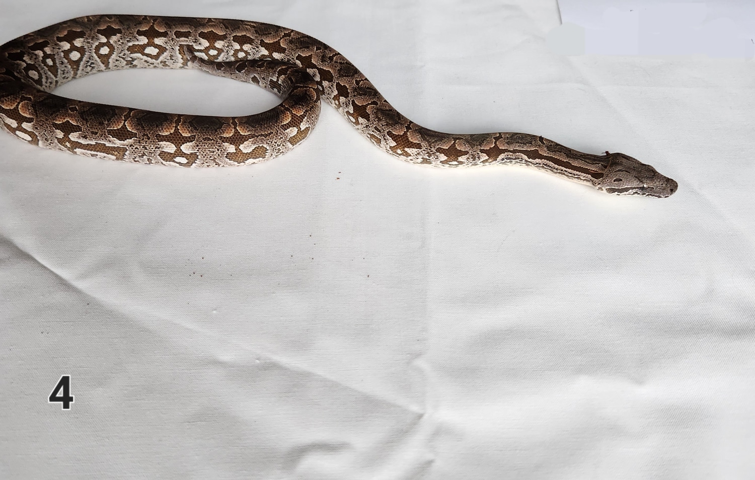 Dumerils Boa Dumeril's Boa by DAReptiles - MorphMarket