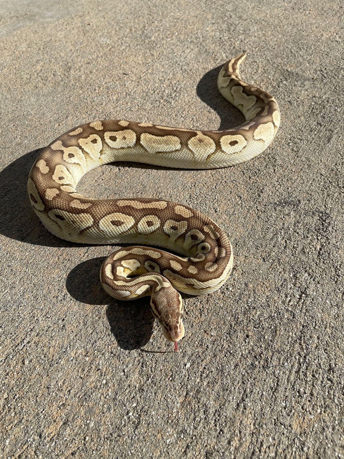 Pastel Lesser Ball Python by Celebrity Constrictors - MorphMarket