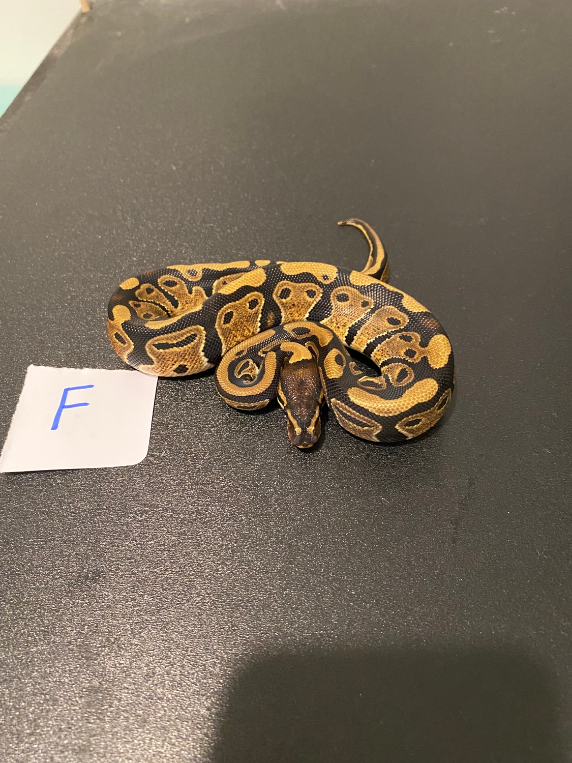 Normal 100% Het Pied Ball Python by Rico’s Pythons - MorphMarket