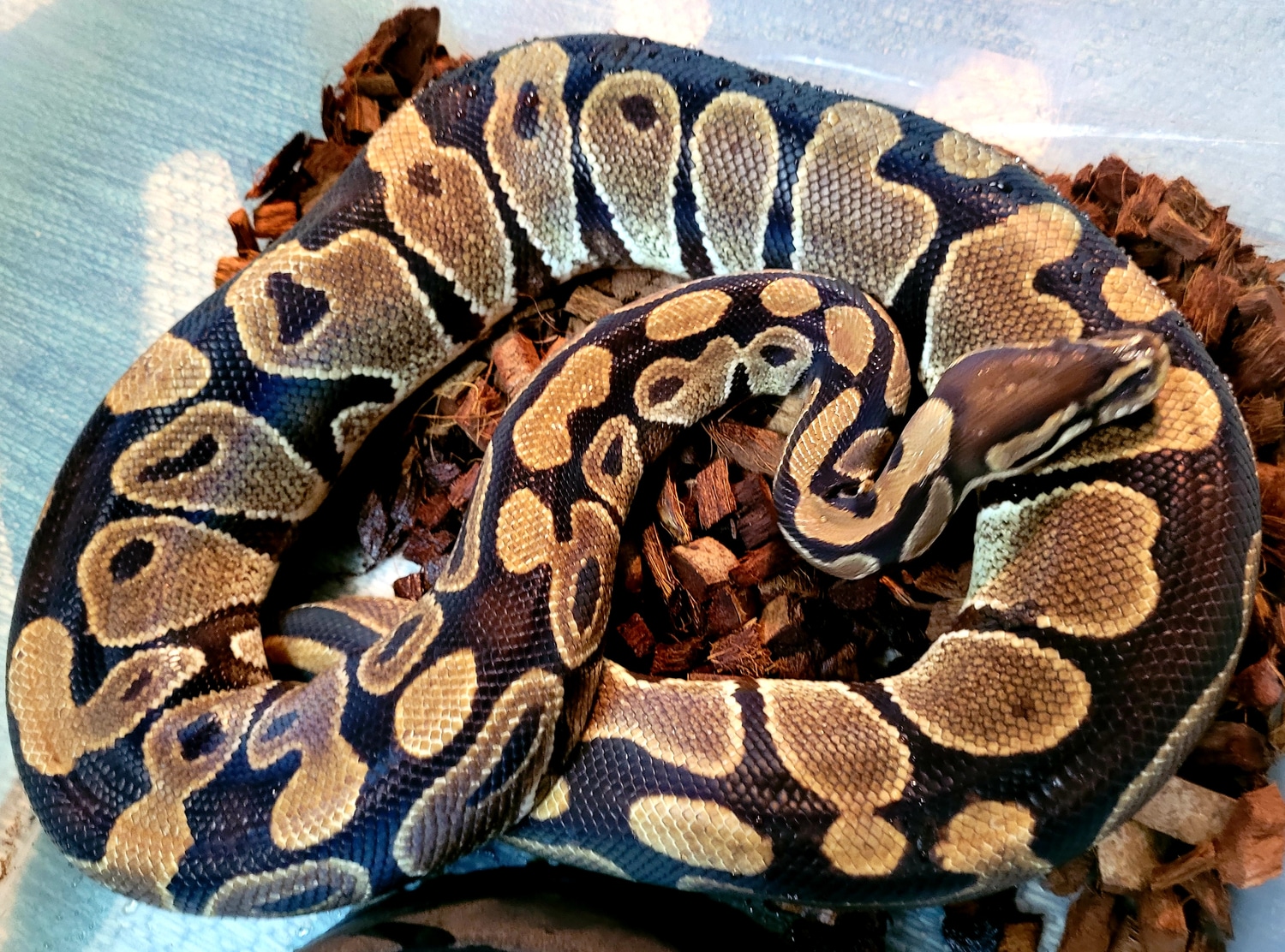 Normal Poss Het Pied Ball Python by Glamorous Pythons - MorphMarket
