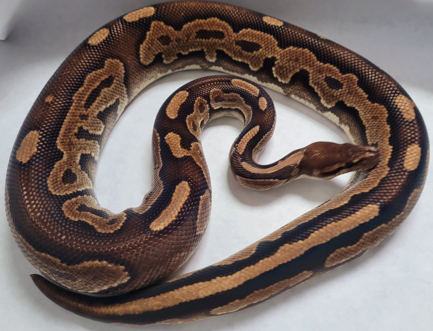 Cinnamon Sandblast 100% Het Pied Ball Python by Glamorous Pythons ...