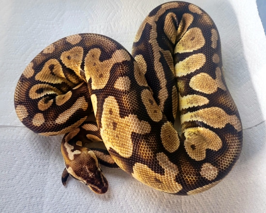 Pastel Fire Ball Python by Glamorous Pythons