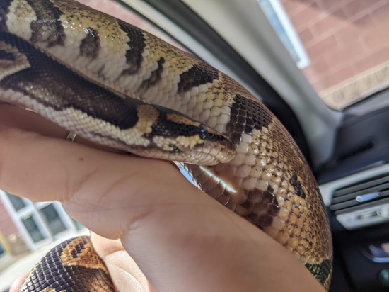Fire Het Sunset Shark Mouth Ball Python by DragonFly Ranch
