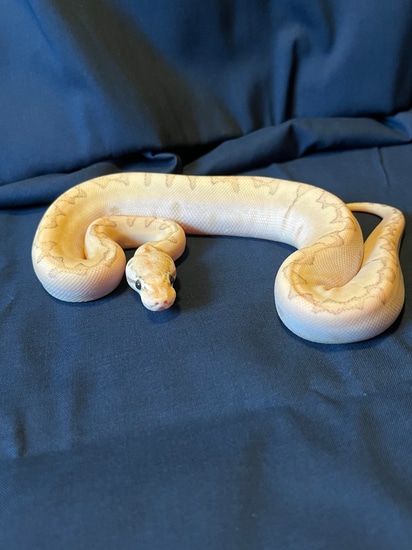 Pastel Bamboo Woma Ball Python by Dbl K-B Morphs