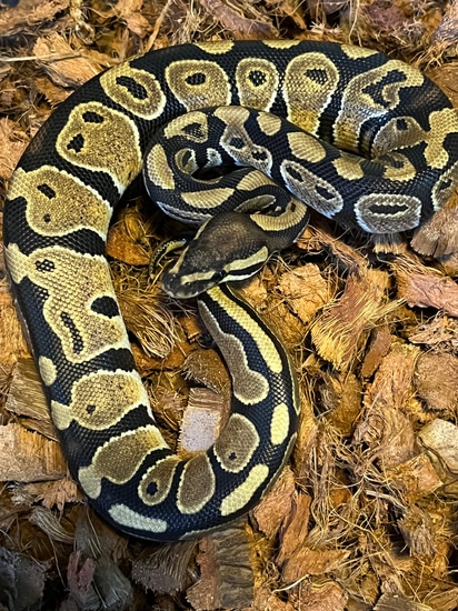 Normal Ball Python by Dbl K-B Morphs