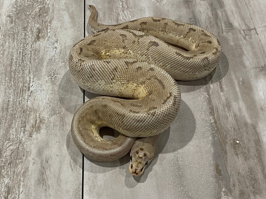 Breedable Male Cinnamon Spider Super Stripe Het Albino Ball Python by ...