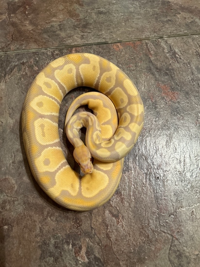 Candino Pastel Yellow Belly Ball Python by David Keller Reptiles