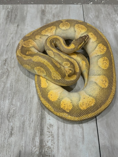 Breeder Female Pastel Butter Enchi Het Ghost Ball Python by David ...