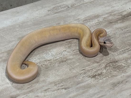 Butter Pastel Pinstripe Sugar Ghost Ball Python by David Keller Reptiles