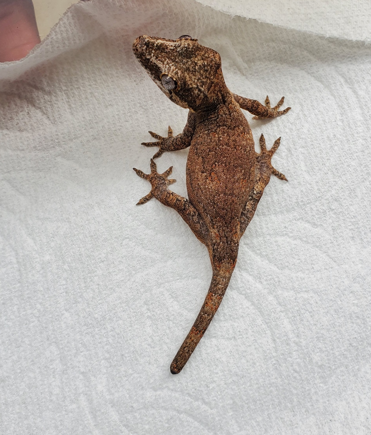 Pink Base Retic With Some Red Blotching. Gargoyle Gecko by Dakine