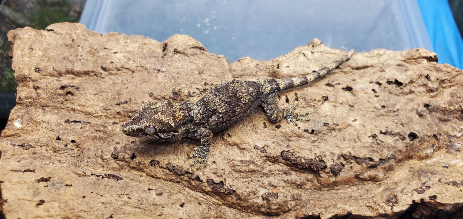 Reticulated Gargoyle Gecko by Dakine Exotics MorphMarket