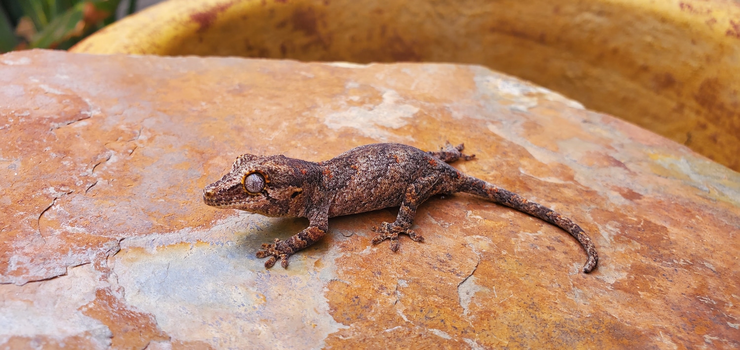 Reticulated Orange Blotch Gargoyle Gecko by Dakine Exotics MorphMarket