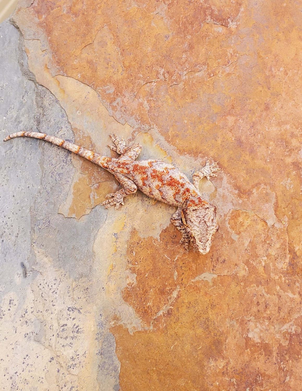Striped Retic Gargoyle Gecko by Dakine Exotics MorphMarket