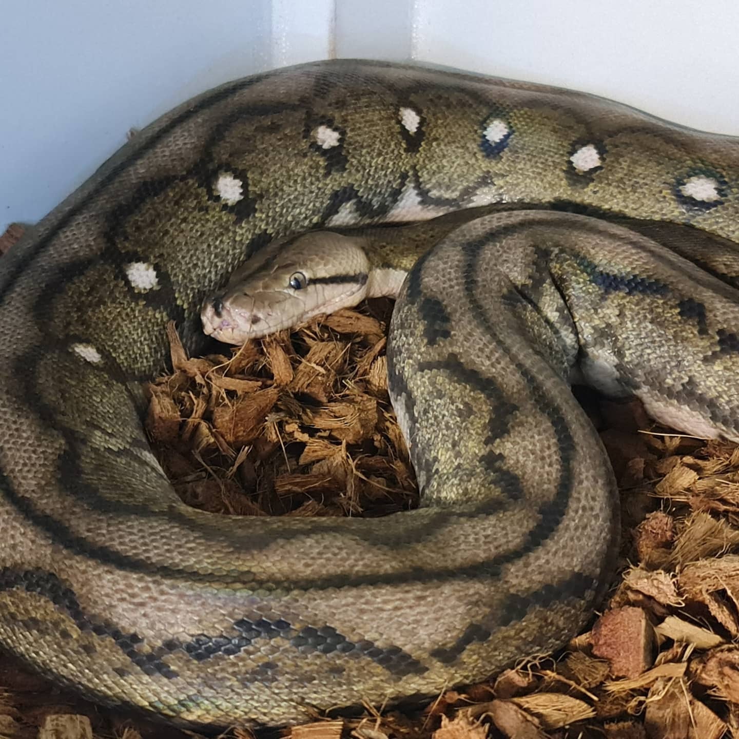 Motley Tiger Reticulated Python by Morph Box Royal Pythons - MorphMarket
