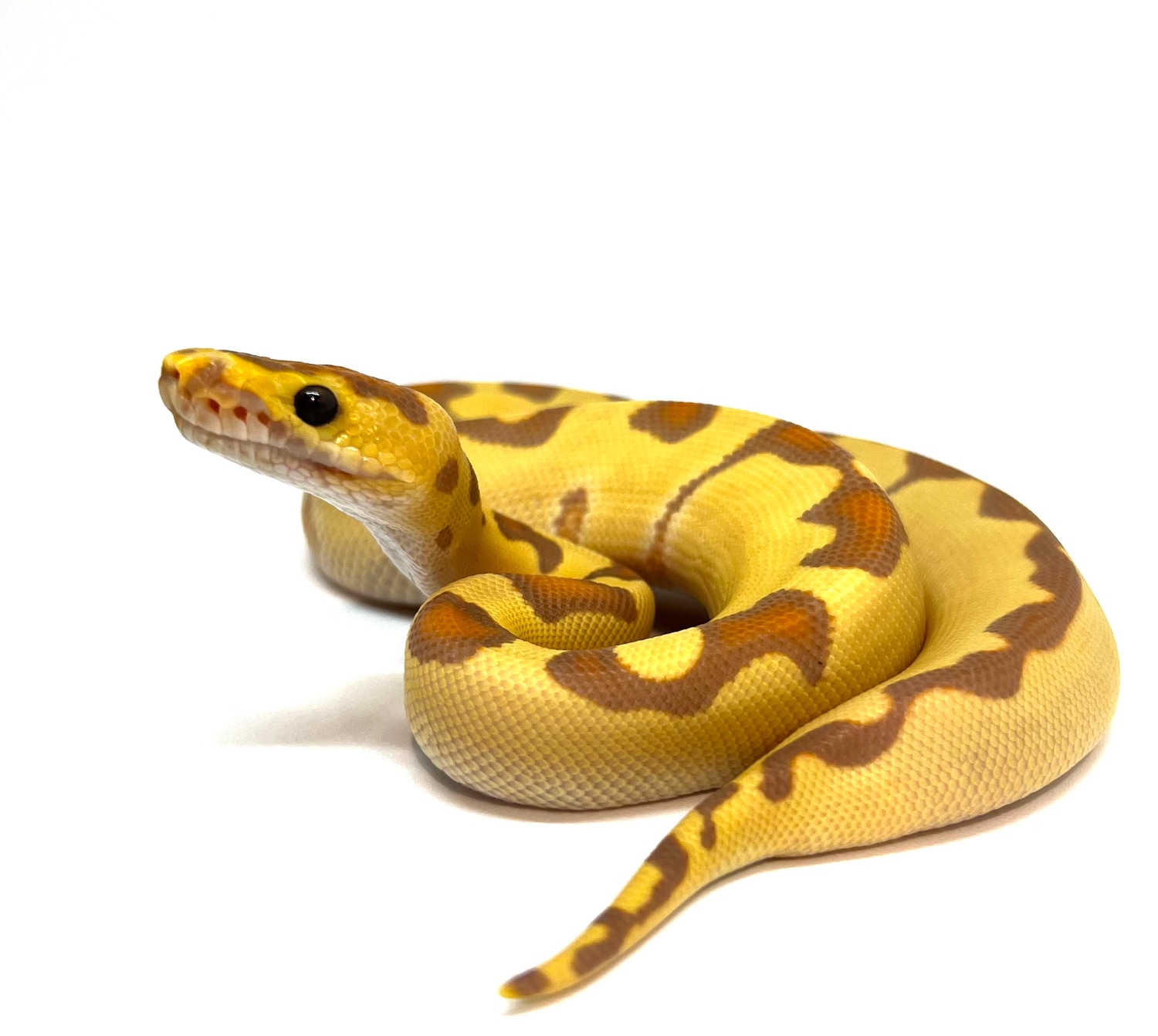 Banana Enchi Clown Ball Python by Morph Box Pythons MorphMarket