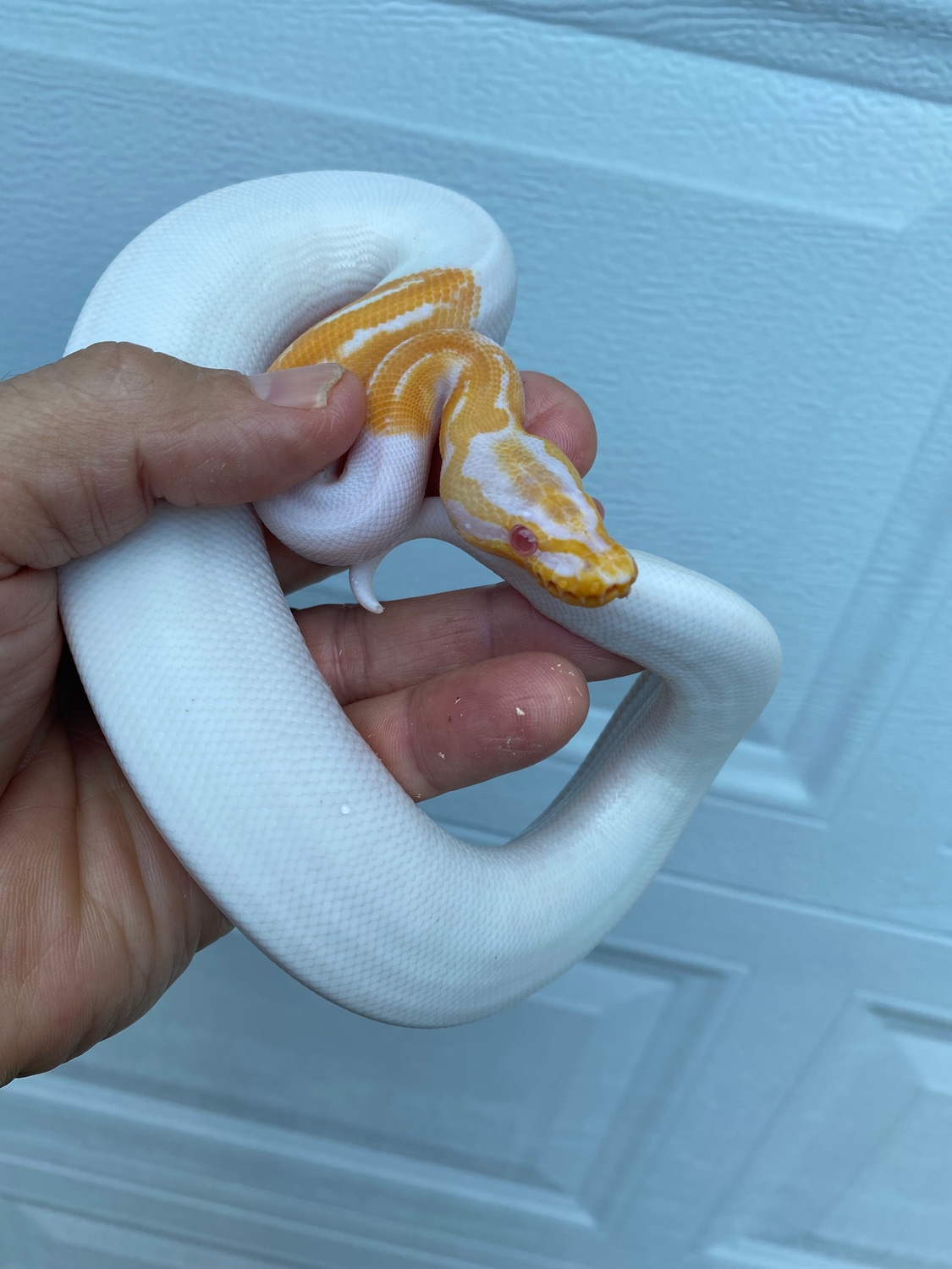 Albino Pied Ball Python by Dale Porcher DVM - MorphMarket
