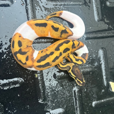 Black Pastel Mahogany Albino Het Pied Ball Pythons by Dale