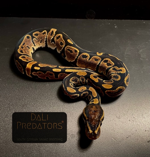 Black Pastel Orange Dream 100% Het. Pied. 50% Het. Clown Ball Python by ...