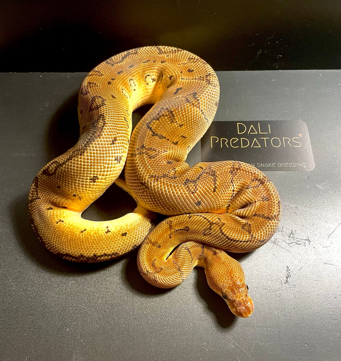 Pinstripe Clown Ball Python by DaLi Predators - MorphMarket