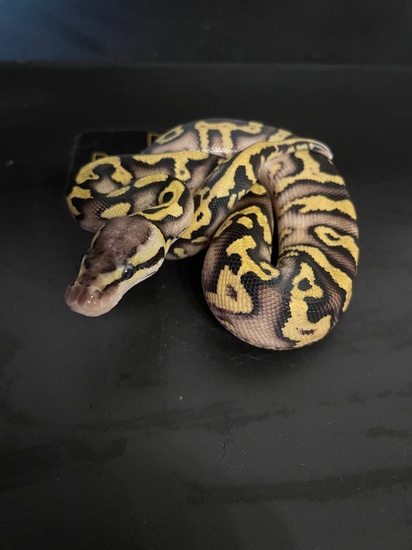 Pastel YB Wookie Dhet. Clown/Pied Ball Python by DaLi Predators