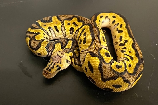 Pastel Yellow Belly Spotnose Clown 100% Het. Piebald Ball Python by ...