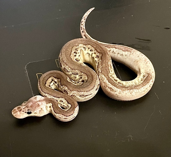 Pewter Yellow Belly Spotnose Clown Het. Piebald Ball Python by DaLi ...