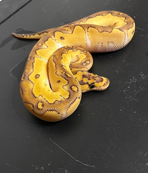 Lesser Clown Ball Python by DaLi Predators