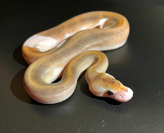 Champagne Mojave Stranger Clown Het. Piebald Ball Python by DaLi Predators