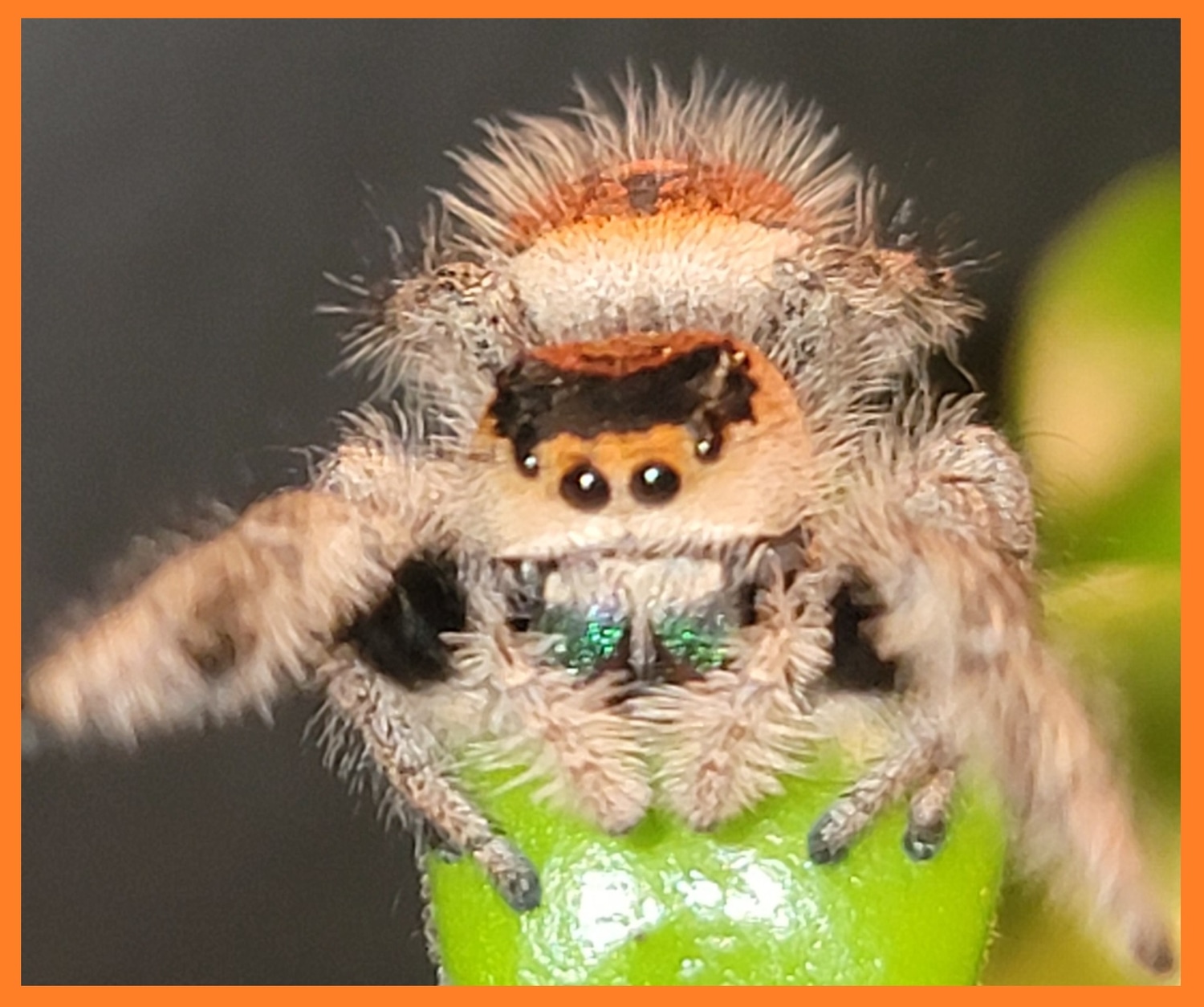 Regal Jumping Spider Phidippus Regius Everglades Orange Morph