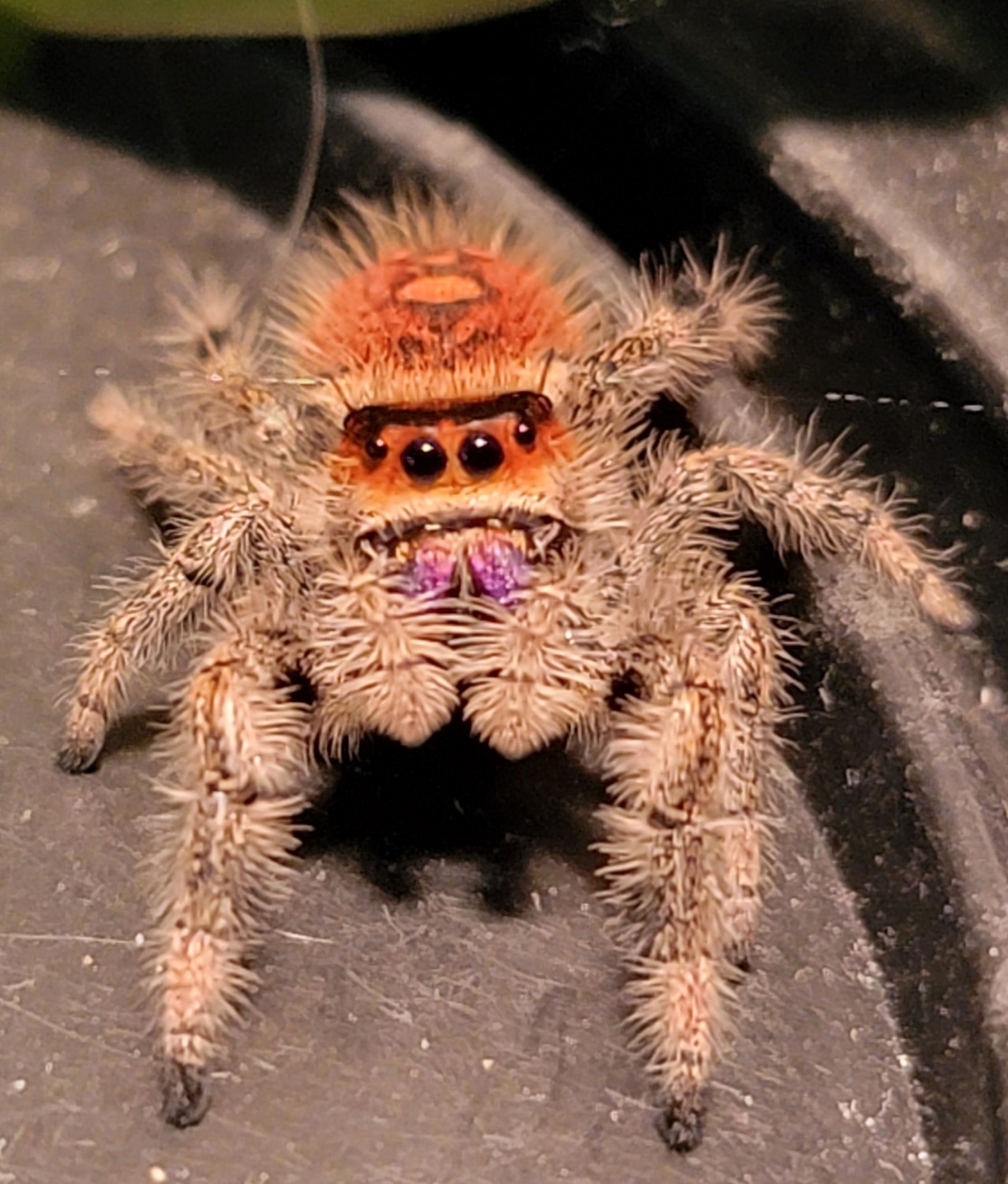 Orange Spiders In Indiana - lhqkagq