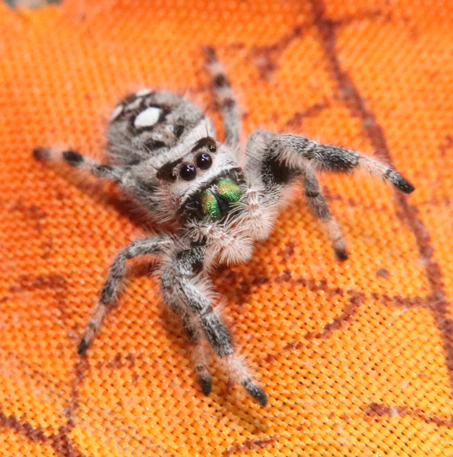 Regal Jumping Spider - Phidippus Regius - light phase