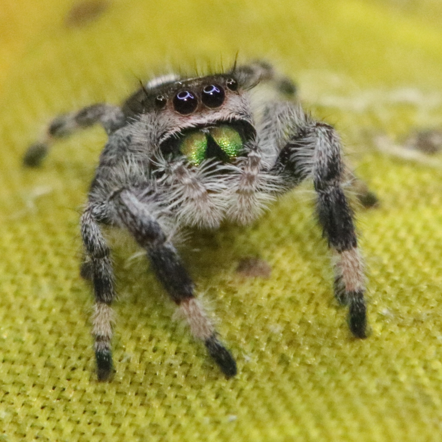 Regal Jumping Spider - Phidippus Regius - recessive male