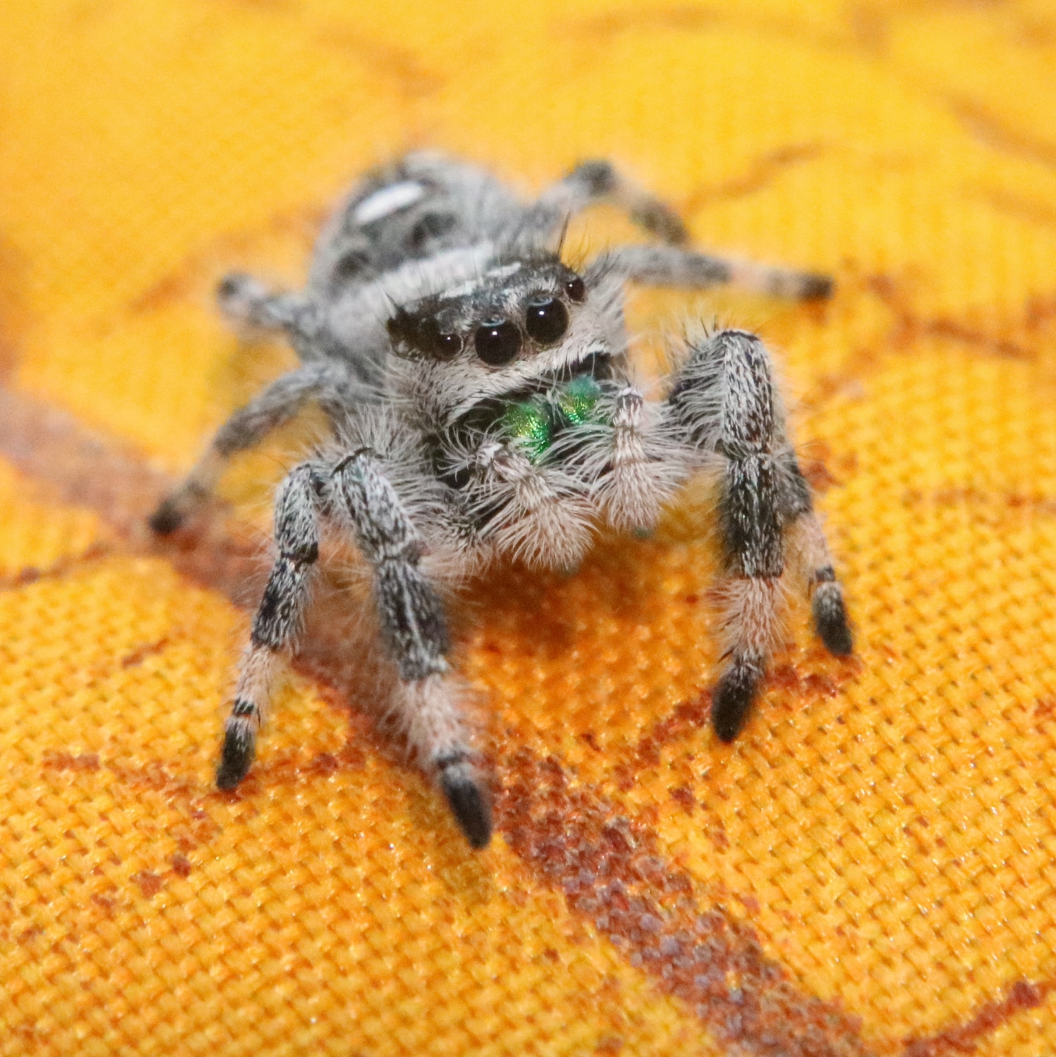 Regal Jumping Spider - Phidippus Regius - recessive male