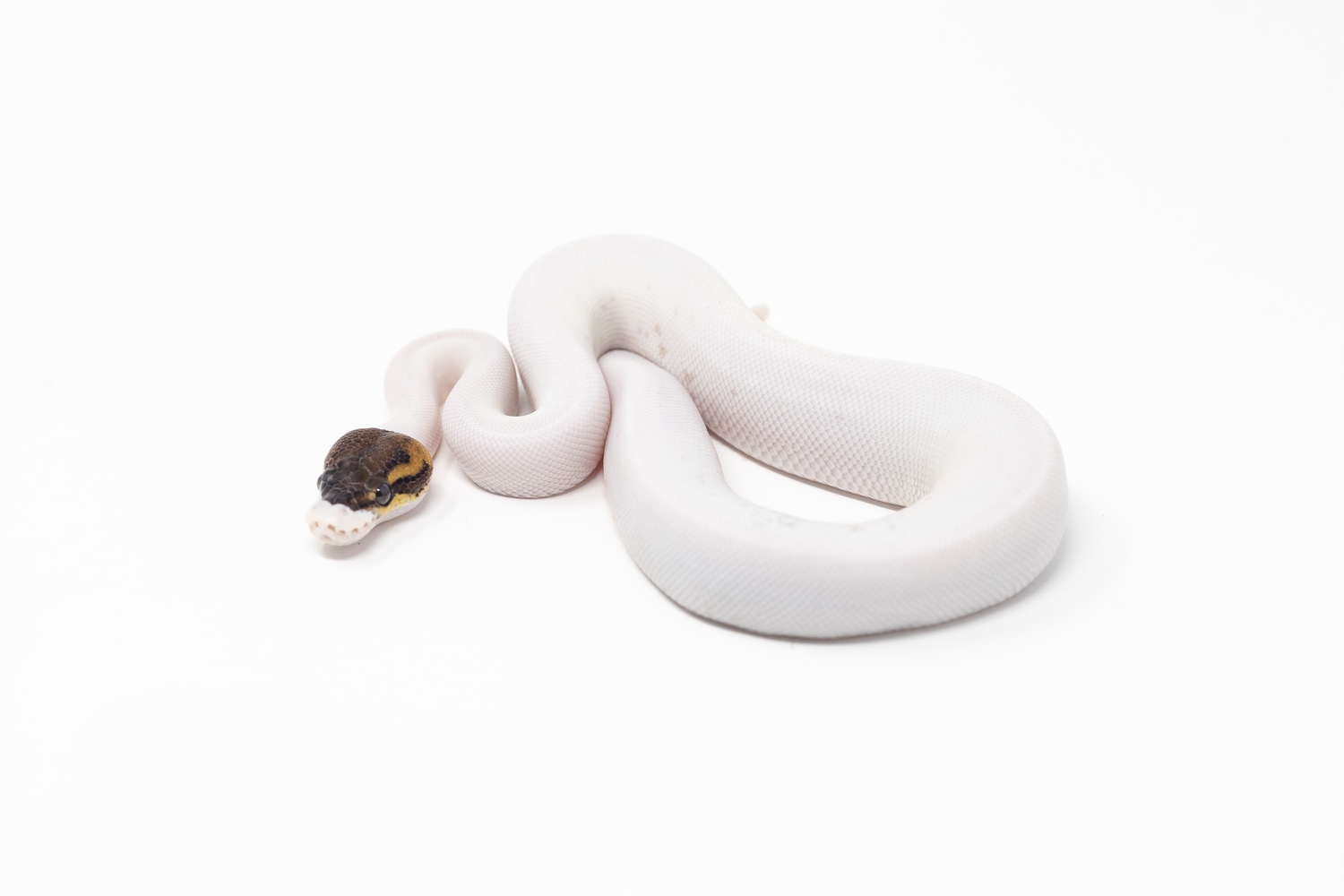 Cinnamon Pied Ball Python by Python World - MorphMarket