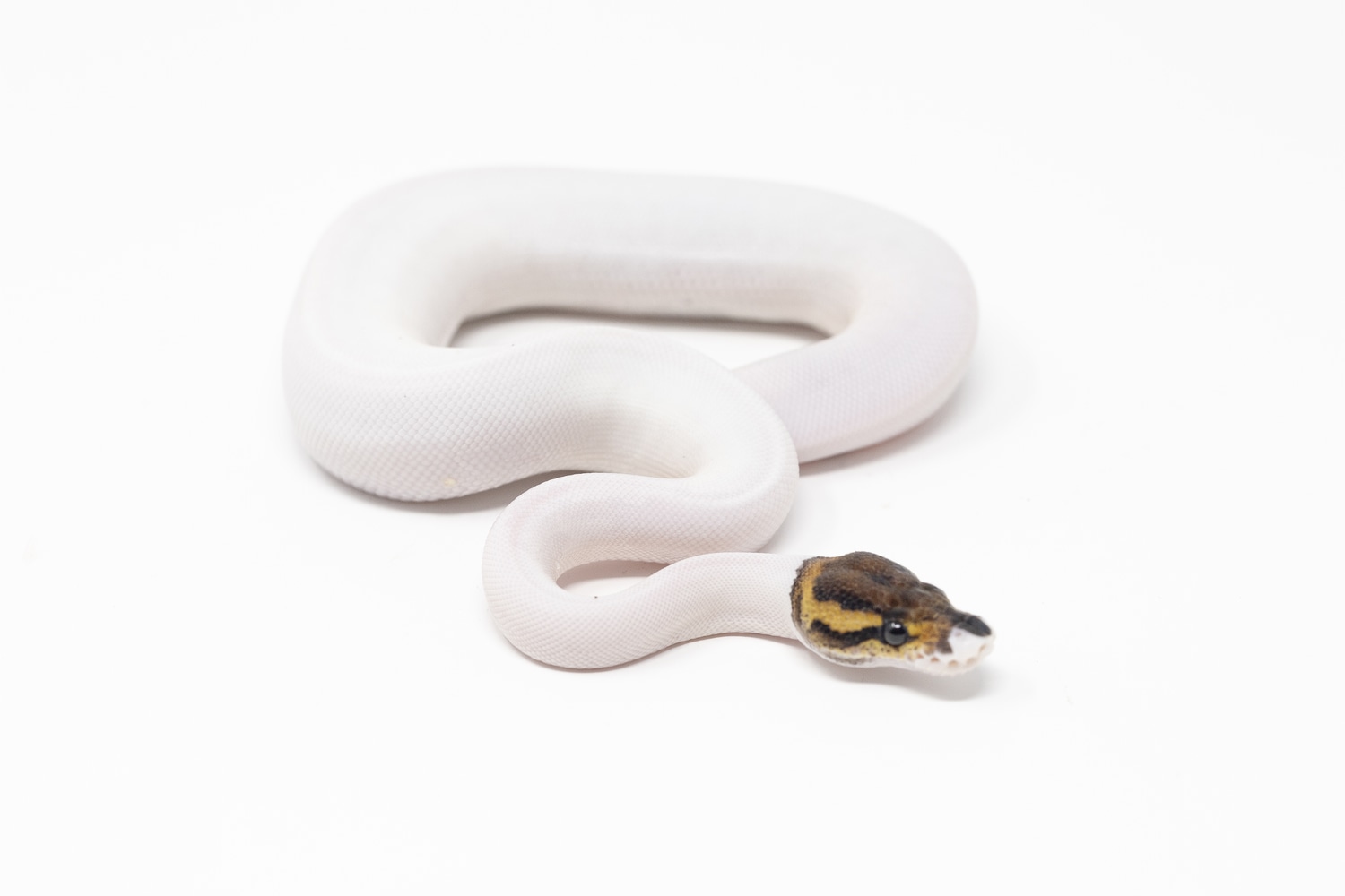 Cinnamon Pied Ball Python by Python World - MorphMarket
