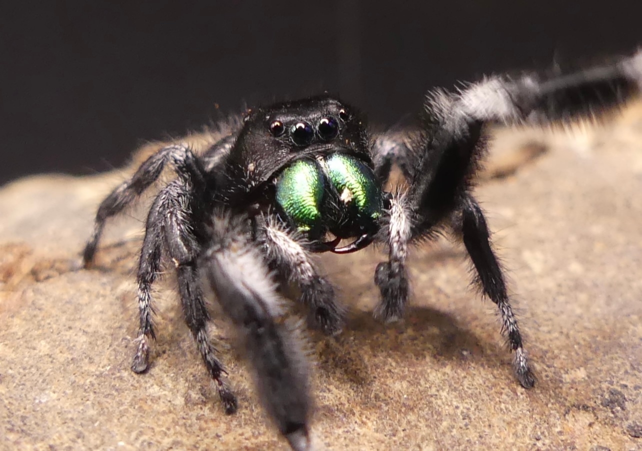 Bold Jumper Slings True Spider by Creekside exotics MorphMarket