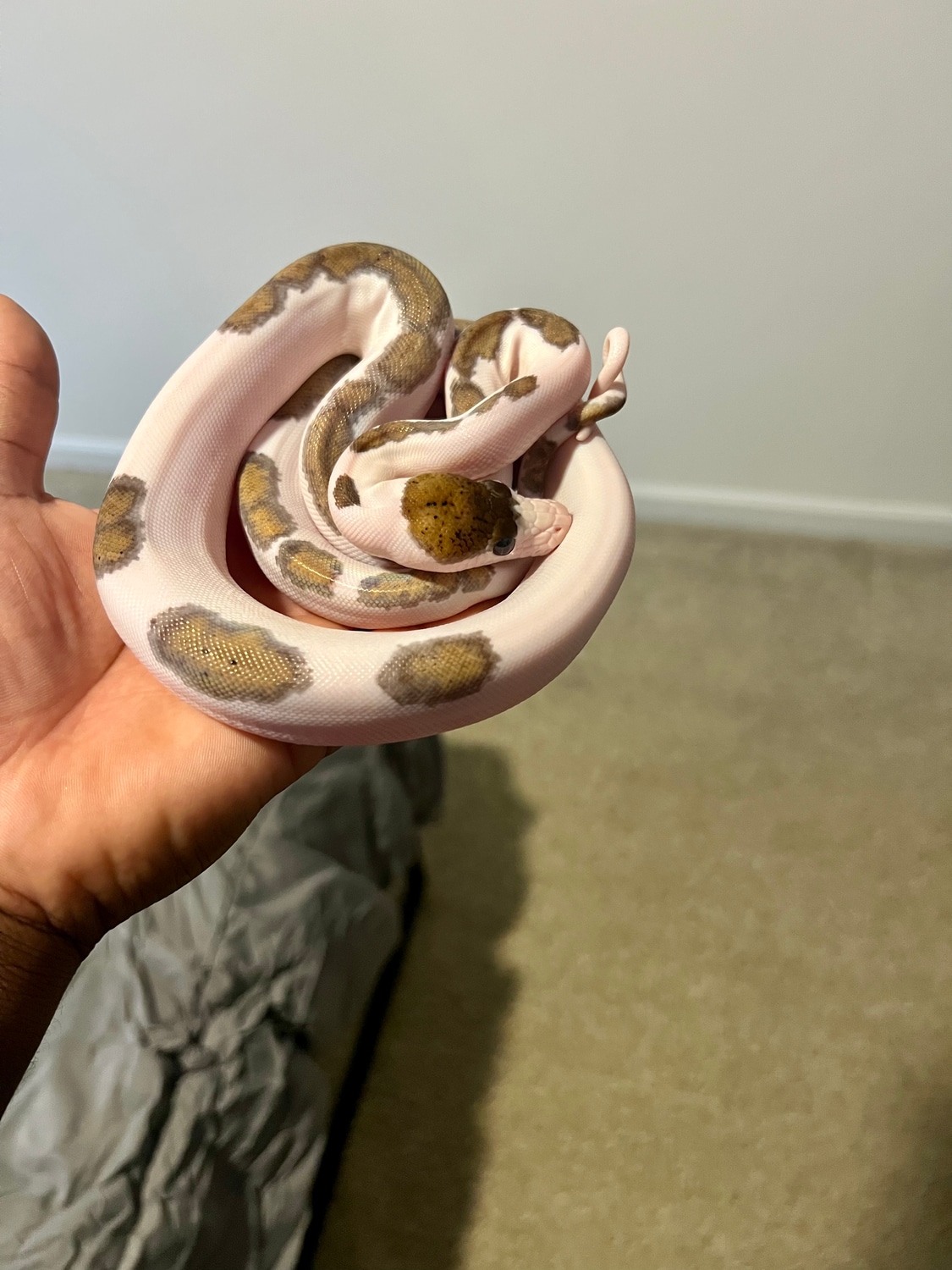 Platinum Pied Het Albino Reticulated Python by True constrictor ...